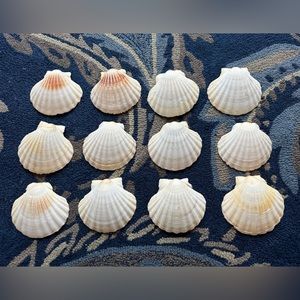 COPY - Set of 12 Scallop shells